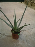 Aloe vera